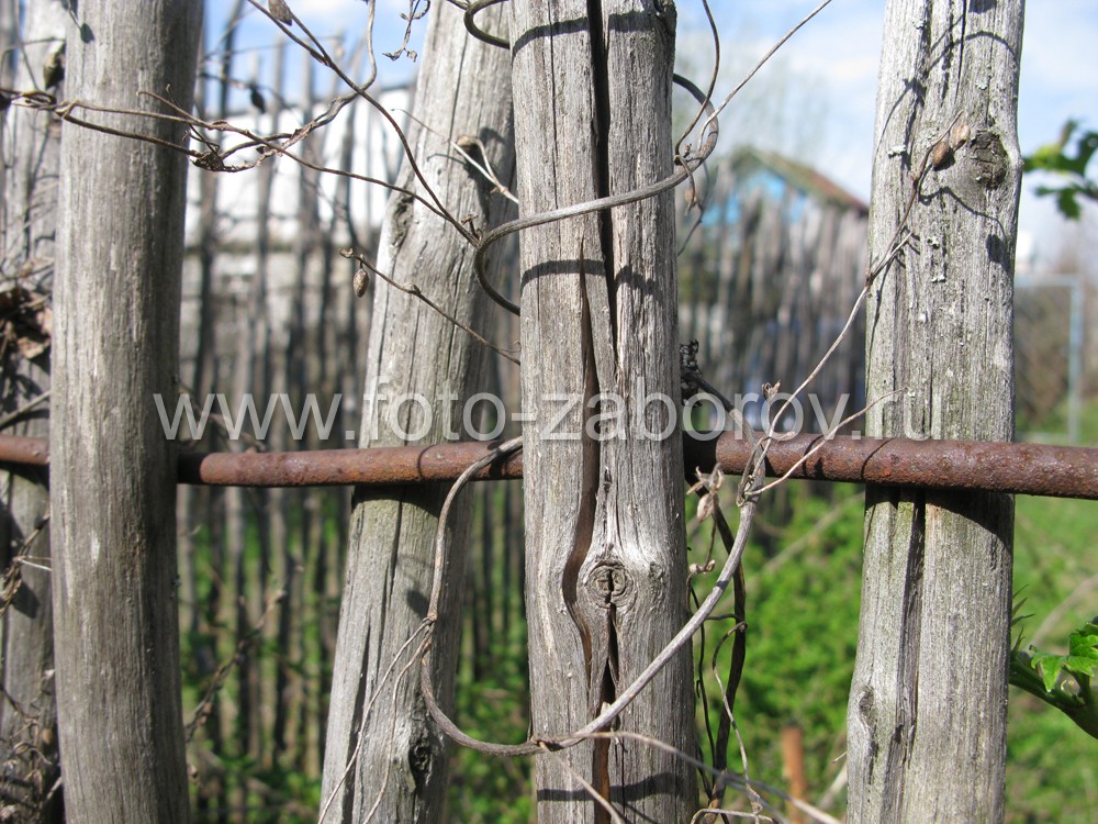 Фото Простейшая ограда - плетёнка из лозы вокруг огорода. Такую плетёнку может сделать каждый
