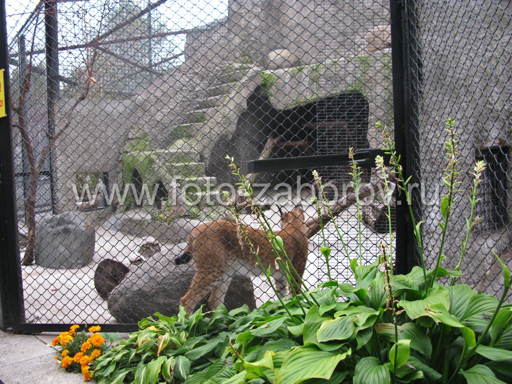 Фото Вольеры Московского зоопарка. Сетка-рабица в металлических каркасных рамах - грань,